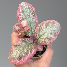 Episcia cupreata Cleopatra na sprzedaż  PL