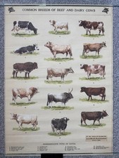 Common breeds beef for sale  CHELMSFORD