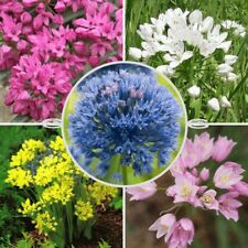 Alliums mixed garden for sale  MELTON MOWBRAY
