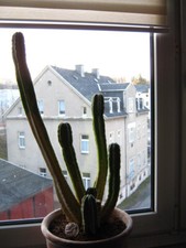 san pedro gebraucht kaufen san pedro gebraucht kaufen Deutschland