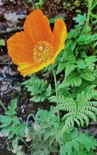 Orange welsh poppy for sale  CHICHESTER