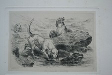 Otter hounds questing for sale  HIGH PEAK