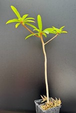 Euphorbia umbraculiformis rare for sale  Marana