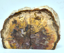 Arizona petrified wood for sale  LONDON