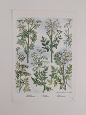 Cow parsley native for sale  BIRKENHEAD
