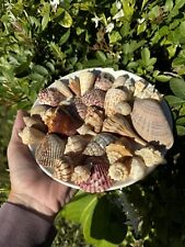 Sanibel island seashells for sale  Naples