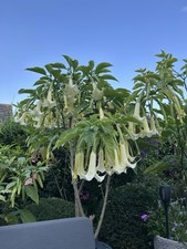 Angels trumpet. brugmansia for sale  HOCKLEY