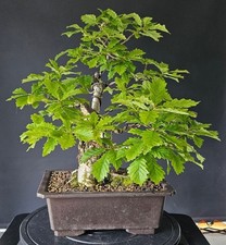 Thick trunk yamadori for sale  WETHERBY