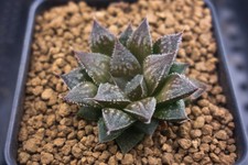 Succulent haworthia kyoumurasa for sale  Albrightsville