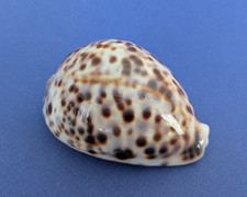 Cypraea tigris blanche d'occasion  Nice-