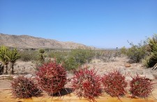 Red barrel cactus for sale  Victorville