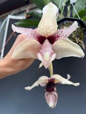 Stanhopea yoshihiro urabe for sale  Mountain View