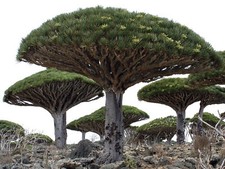Dracaena draco seeds usato  Napoli