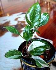 Holy philodendron white for sale  Glenmoore