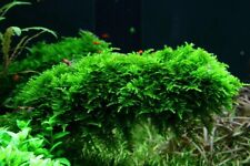 20g java moss for sale  PLYMOUTH
