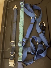 blue harness dog for sale blue harness dog for sale Albany