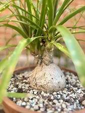 Beaucarnea recurvata ponytail for sale  MALDON
