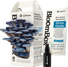 Blue oyster mushroom for sale  Denver