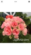 Pelargonium zonal jagerhaus for sale  NORTHWICH