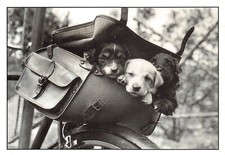 Cpm chien d'occasion  Expédié en Belgium