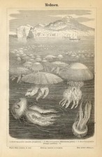 1889 antica stampa usato  Pescara
