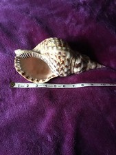 Triton trumpet specimen for sale  WOLVERHAMPTON