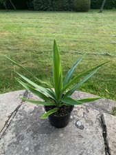 Yucca elephantipes indoor for sale  MACCLESFIELD