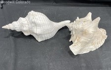 Bundle conch shells for sale  Colorado Springs