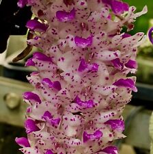 Rhynchostylis retusa species usato  Spedire a Italy
