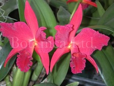 Botanica ltd. slc. for sale  Missoula