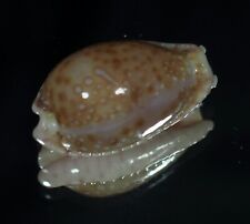 Cypraea marginalis melocellata usato  Italia