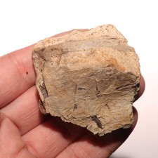 triceratops skull for sale  Isabel