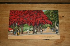 Vintage postcard bougainvillea for sale  ALCESTER