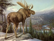 Moose view mountains for sale  Ahsahka