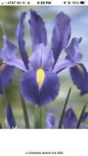 Dutch iris flowers for sale  Charleston