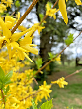 Cuttings yellow bell for sale  Harrisburg