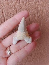 Fossili dente squalo usato  Pontedera