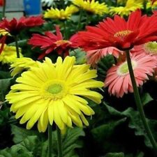 Gerbera jamessonii spectacular for sale Gerbera jamessonii spectacular for sale  LLANELLI