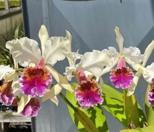 Cattleya triumphans near for sale  Los Angeles