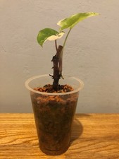 Syngonium podophyllum albo gebraucht kaufen  Kiel