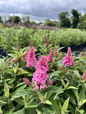 Zwerg sommerflieder buddleja gebraucht kaufen  Appen