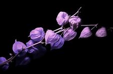 Purple chinese lantern for sale  Russell