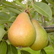Birnenbaum gellerts butterbirn gebraucht kaufen  Quakenbrück
