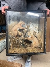 Pair red squirrel for sale  SALISBURY