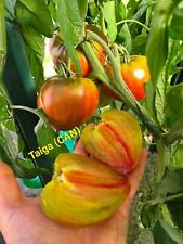 Taiga tomatensamen gebraucht kaufen  Nordhausen