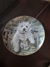 White westie dog for sale  NUNEATON