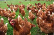 Fertile brown cream for sale  ROCHESTER