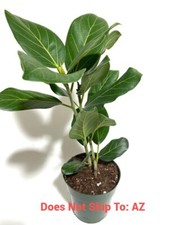 Ficus audrey live for sale  Miami