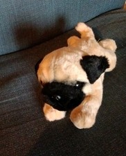 Pug dog nature for sale  CHORLEY