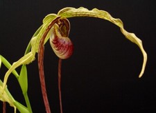 Orchidea phragmipedium popolow usato  Spedire a Italy
